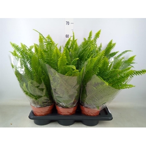 Nephrolepis exal. 'Green Lady'