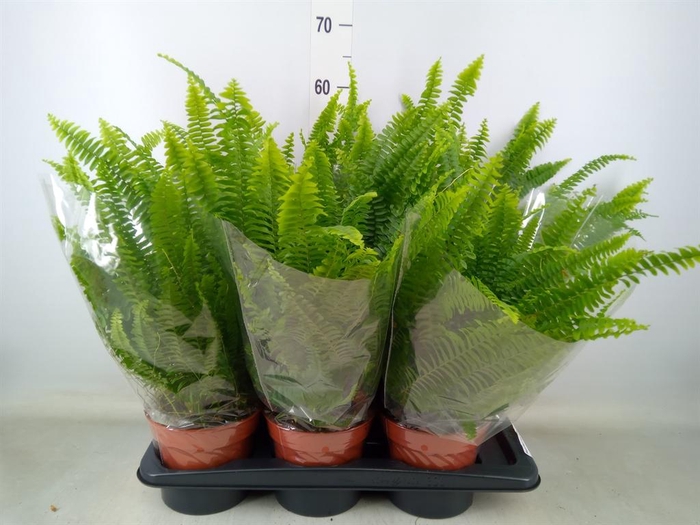 <h4>Nephrolepis exal. 'Green Lady'</h4>