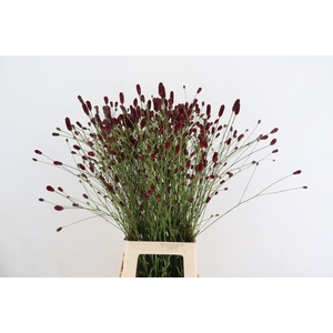SANGUISORBA PLUM DROPS