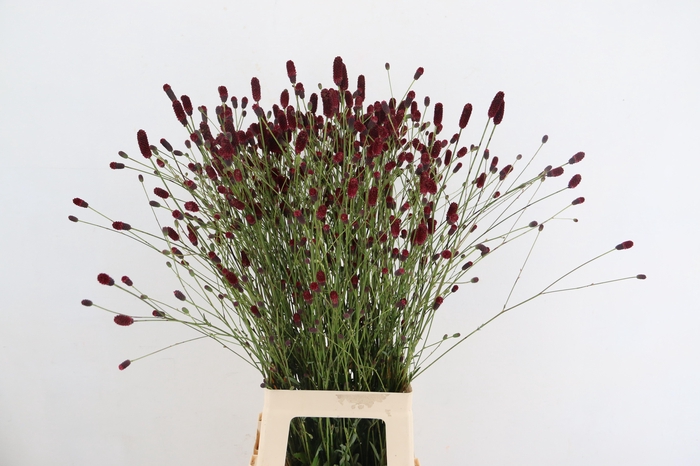 <h4>SANGUISORBA PLUM DROPS</h4>