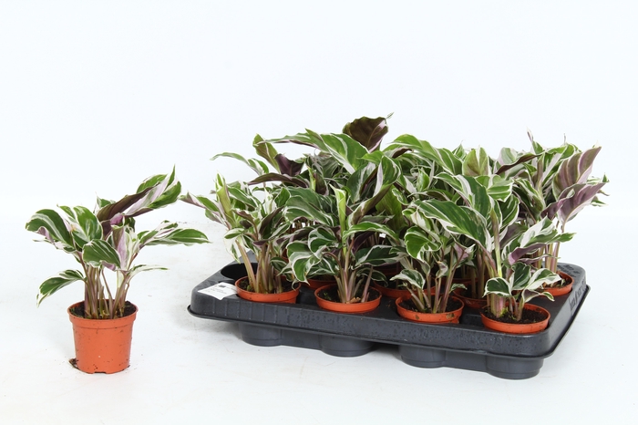 <h4>CALAT FUSION WHITE</h4>