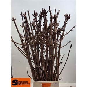 Aesculus Hippoc Tak
