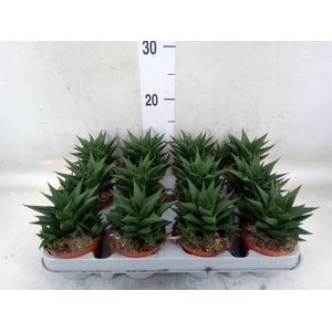 Haworthia limifolia