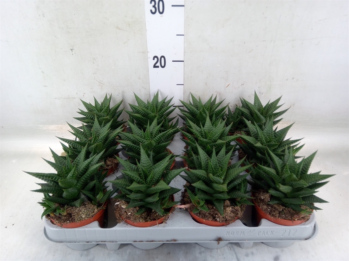<h4>Haworthia limifolia</h4>