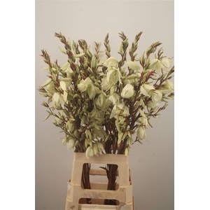 YUCCA VERTAKT