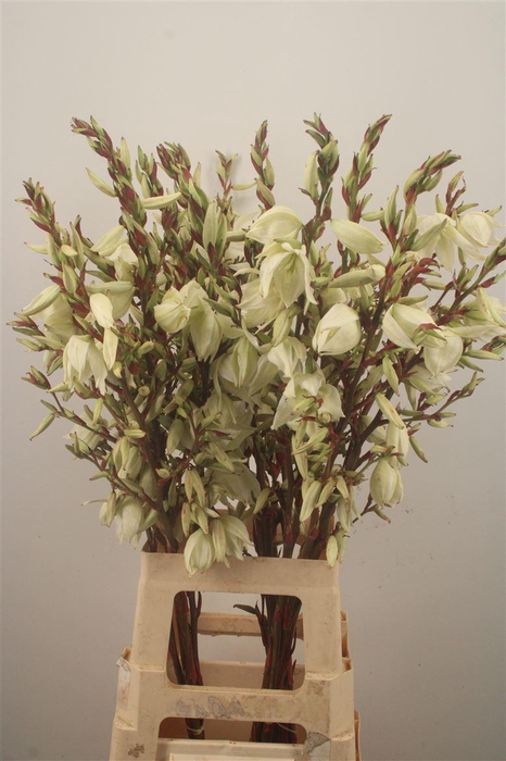 <h4>YUCCA VERTAKT</h4>