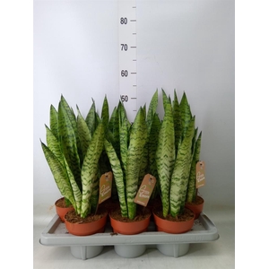Sansevieria zeylanica