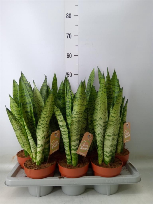 <h4>Sansevieria zeylanica</h4>