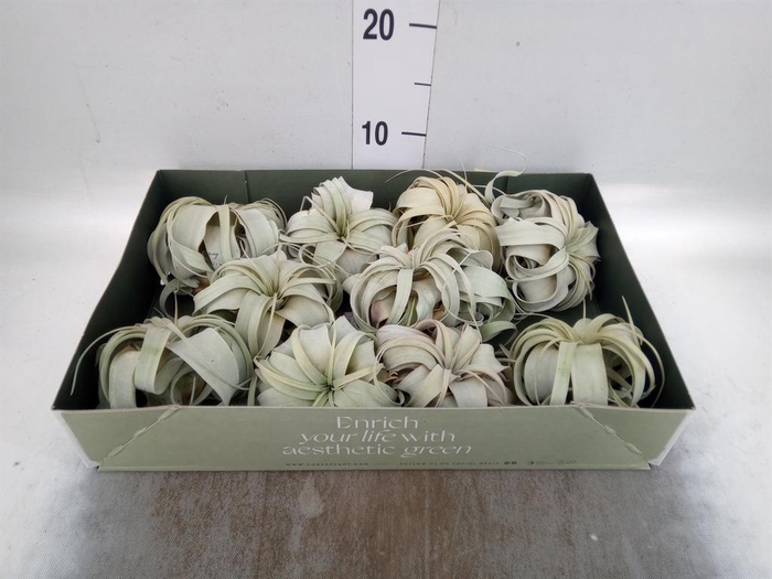 <h4>Tillandsia xerographica</h4>