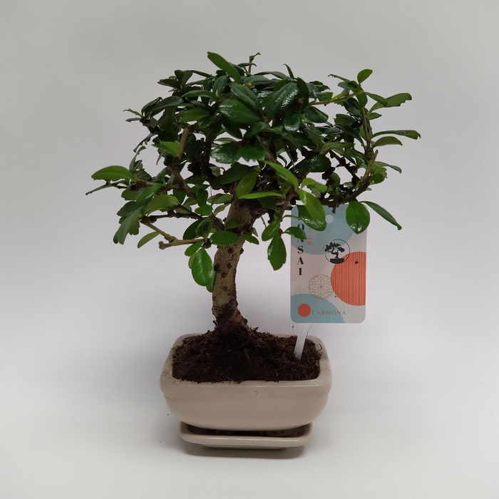 <h4>Carmona Bonsai 'Traditional' 12 cm</h4>