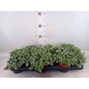 Helichrysum mic. 'Silver Mist'