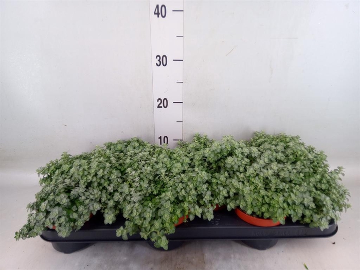 <h4>Helichrysum mic. 'Silver Mist'</h4>