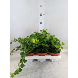 Hedera helix 'Wonder'