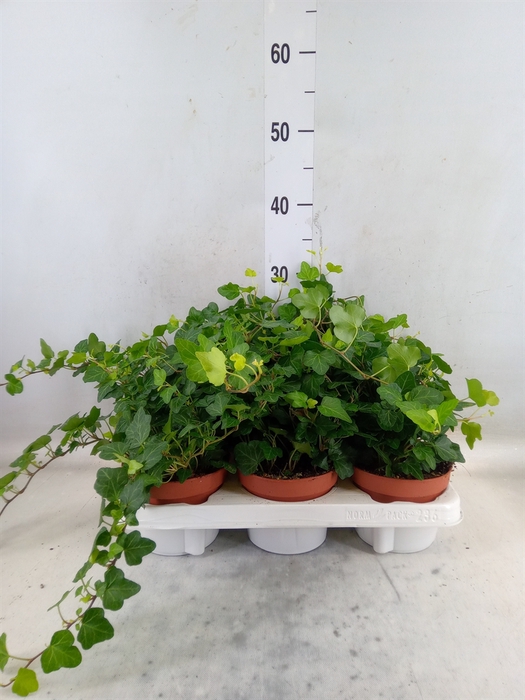 <h4>Hedera helix 'Wonder'</h4>