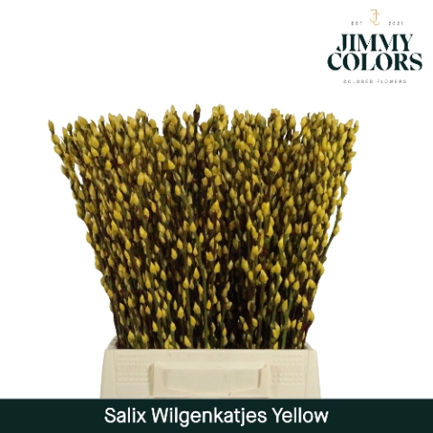 <h4>Salix Katjes L50 Klbh. Geel</h4>