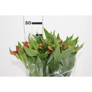 ALSTROEMERIA TROPICANA 080 CM