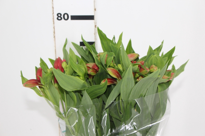 ALSTROEMERIA TROPICANA 080 CM