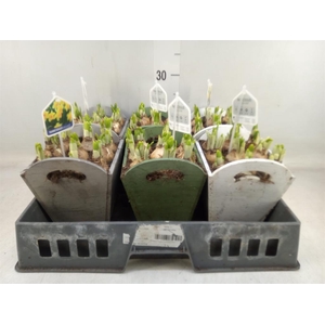 Arr.  Narcissus Tete Tete L%