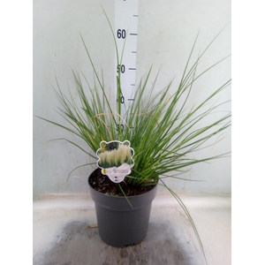Cortaderia   ...