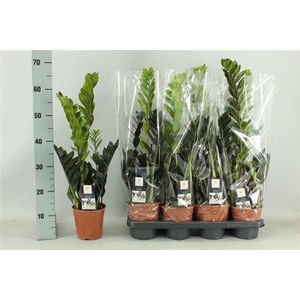 ** Zamio Raven 4+ * Spring Deal *