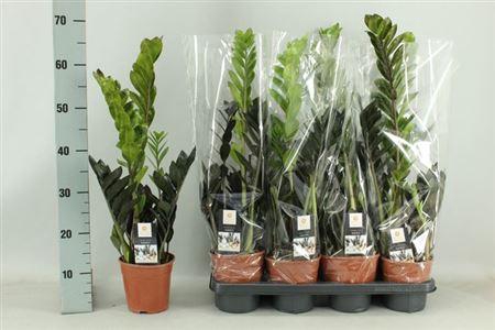 <h4>** Zamio Raven 4+ * Spring Deal *</h4>