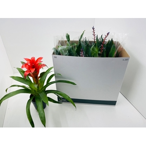 BROMELIA GEM