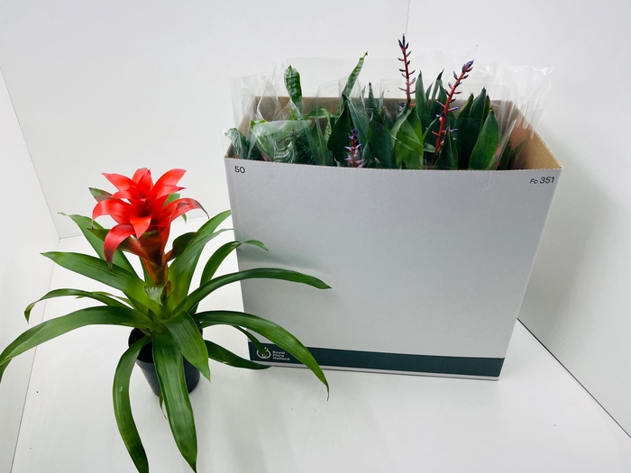 <h4>BROMELIA GEM</h4>