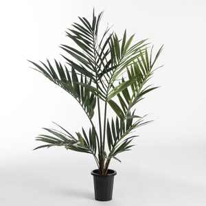 AF Kentia Palm pot H120cm Gree