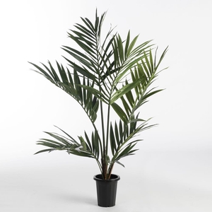 AF Kentia Palm pot H120cm Gree