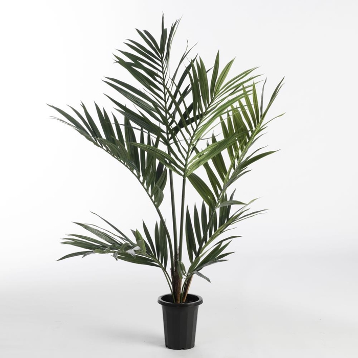 <h4>AF Kentia Palm pot H120cm Gree</h4>