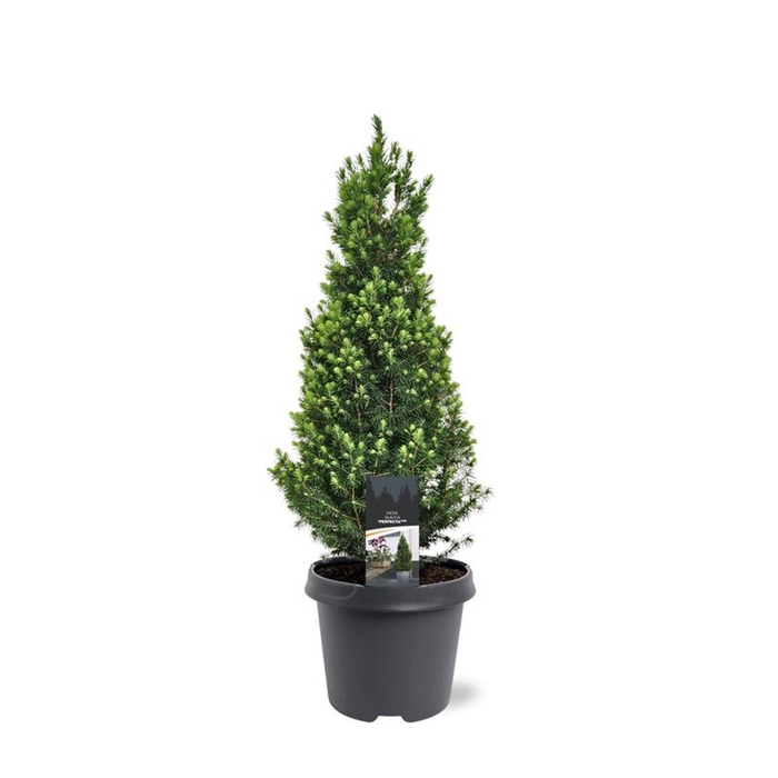<h4>Picea glauca 'Perfecta' (pbr)</h4>