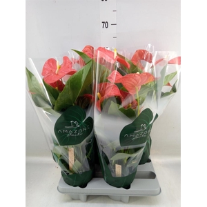 Anthurium andr. 'Florida'