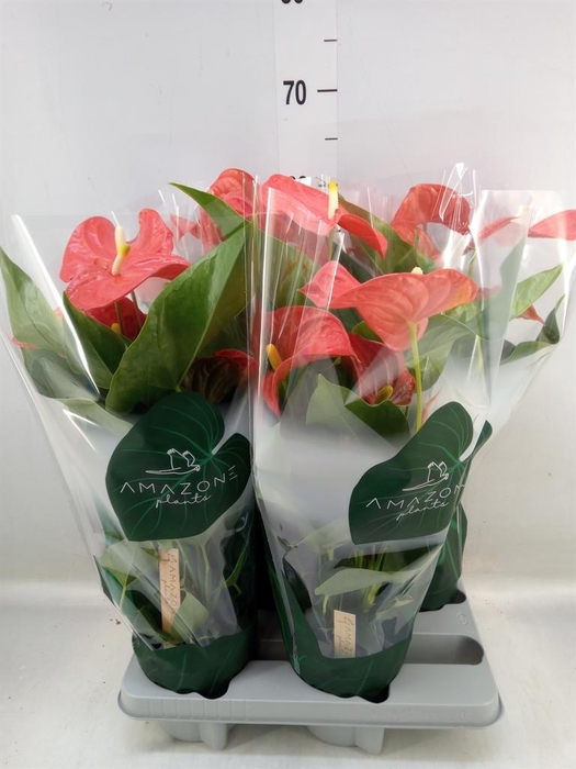 <h4>Anthurium andr. 'Florida'</h4>