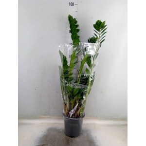 Zamioculcas zamiifolia
