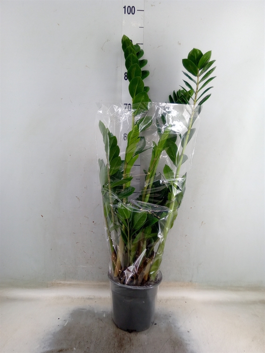 <h4>Zamioculcas zamiifolia</h4>