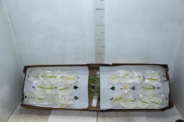 <h4>ANTHURIUM PRESENCE 9/11 035 CM DIAM MIN 9 CM BRANCO</h4>