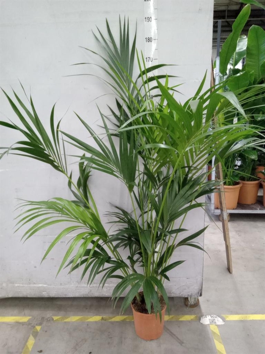 <h4>Howea forsteriana</h4>