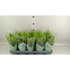 Nephrolepis exal. 'Green Moment'