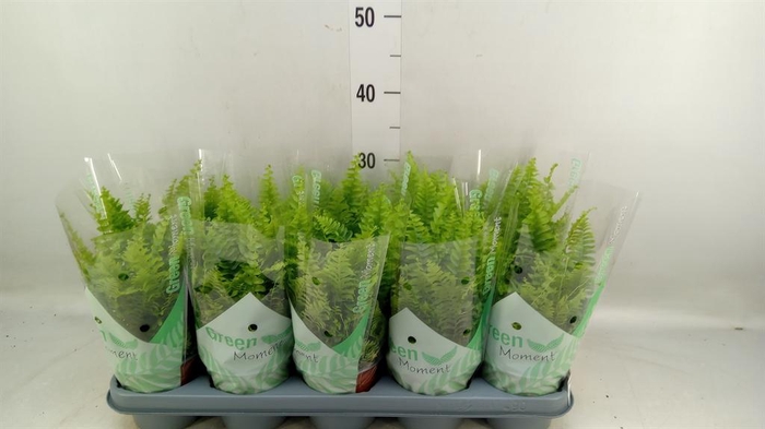 <h4>Nephrolepis exal. 'Green Moment'</h4>