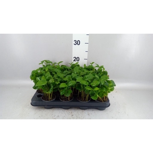 Coffea arabica