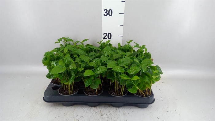 <h4>Coffea arabica</h4>