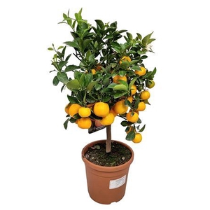 Citrus Calamondin Stem