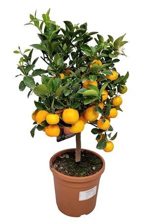 <h4>Citrus Calamondin Stem</h4>