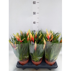 Vriesea  'Shannon'