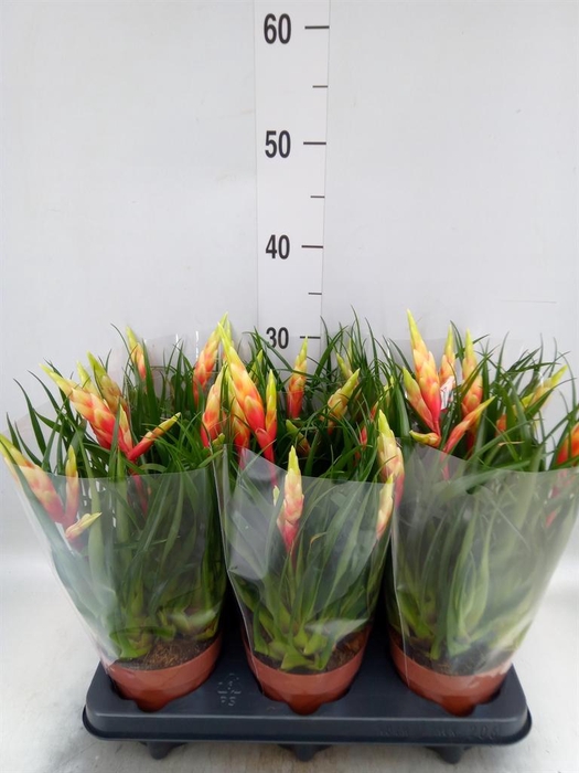 <h4>Vriesea 'Shannon'</h4>