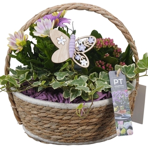 Arr.   Perkplanten L%