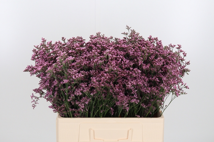 <h4>Lim Piuma Pink Touch</h4>