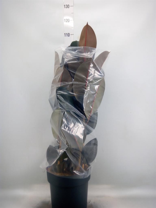 <h4>Ficus elastica 'Abidjan'</h4>