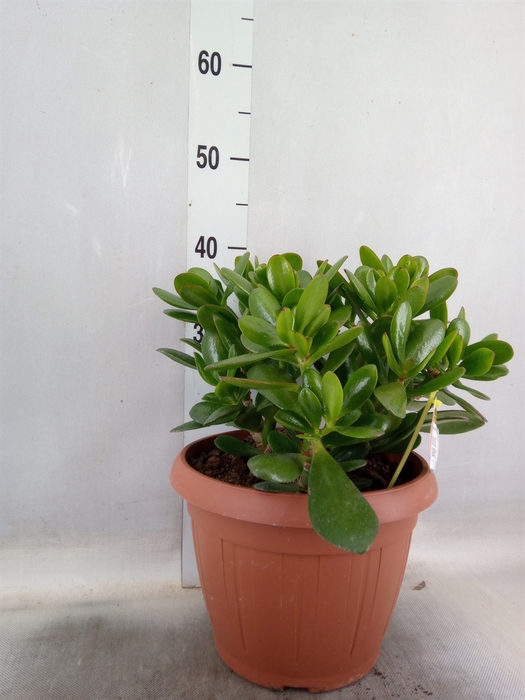 <h4>Crassula  'Magical Tree'</h4>