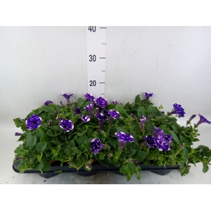 Petunia  'Nightsky'